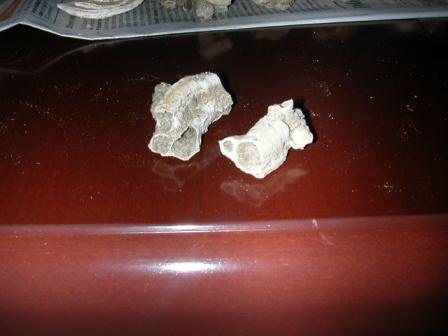 Niguel Formation Fossils 5